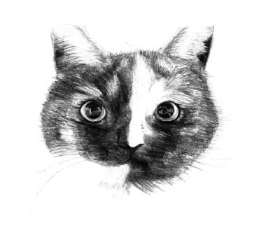 Dessin réaliste d'un chat